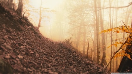 Hazy way - fog, leafage, landscape, scene, HD, forest, leaves, fall, nature, autumn, mist, leaf, foliage, wallpaper