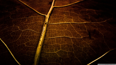 Dry leaf texture - abstract, HD, leaves, phptgraphy, colours, fall, nature, autumn, macro, leaf, texture, wallpaper