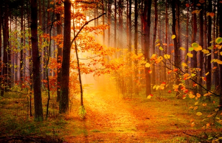 Foggy autumn forest - foggy, leaves, red, mist, nice, woods, falling, trees, beautiful, morning, lovely, fall, glow, colorful, nature, season, rays, autumn, foliage