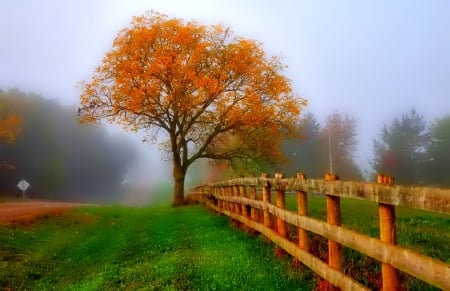 November - pretty, reflection, leaves, golden, nice, falling, branches, beautiful, mirrored, colors, lovely, tree, fall, glow, colorful, nature, november, autumn, foliage, shine