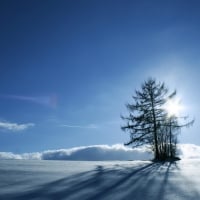 Barren Winter Landscape