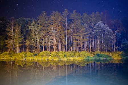 Forrest - night, lake, tree, trees