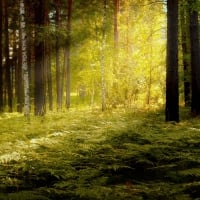 Sunlit Forest!