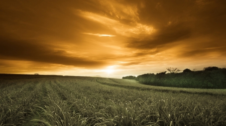 Field - cloud, field, sunset, green