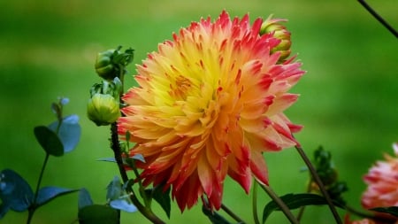 Flower - red, flower, yellow, colors, green