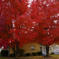 Autumn Red