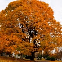 Glowing Golden Autumn