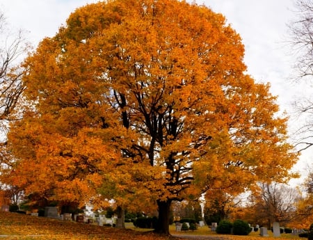 Glowing Golden Autumn - Glowing Golden Autumn, glowing autumn, golden tree, golden autumn