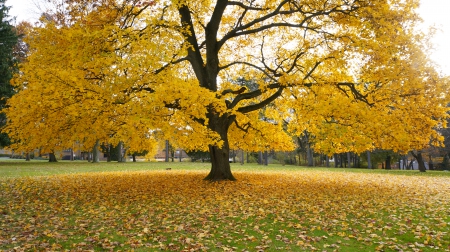 The Wonders Of Autumn - scenic fall, beautiful fall, scenic autumn, The Wonders Of Autumn, beautiful autumn, golden autumn