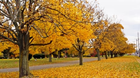 Autumn Row - autumn row, autumn trees, fall trees, scenic autumn