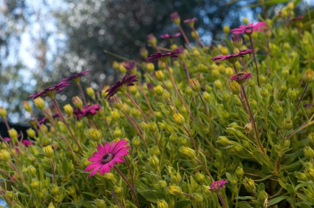 *** Wild flowers *** - flowers, flower, wild, nature