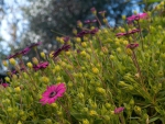 *** Wild flowers ***