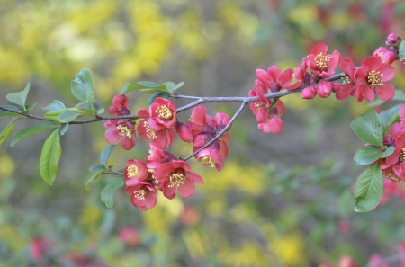 *** Flowering trees *** - flower, flowers, flowering, trees, nature