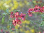 *** Flowering trees ***