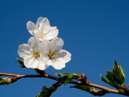 *** Flowering tree ***