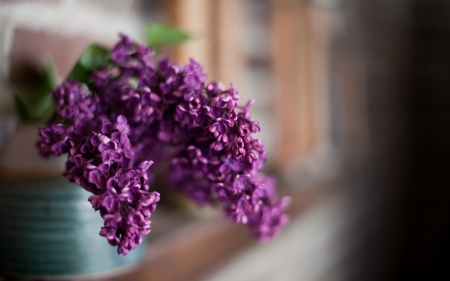 *** Lilacs *** - flower, flowers, spring, nature, lilacs