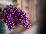 *** Lilacs ***