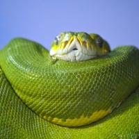 Green Snake