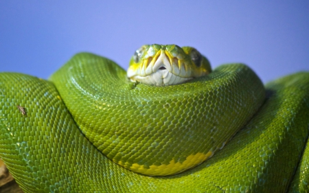 Green Snake - snake, nature, reptile, green