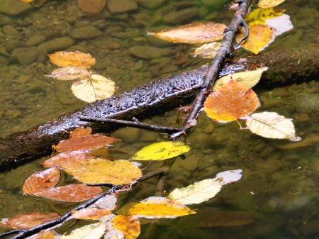 Fall Floating Away - nature  leaves, branch, water, limb, creek, stream, leaves, tree, fall, river, nature, autumn, leaf, october, september