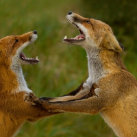 fighting foxes