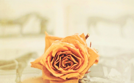 :) - rose, flower, yellow, nature