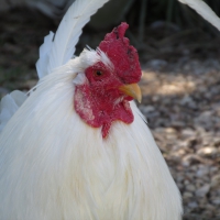 Colorful display of a rooster head