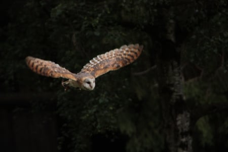 barn owl - flying, sky, high, light