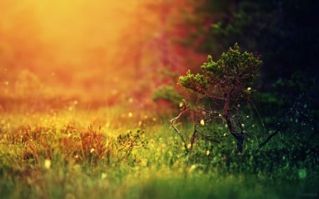 Golden Dawn - sunlight, forest, grass, trees