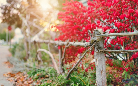 *** Red autumn *** - nature, autumn, red, bush, fire