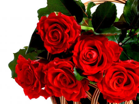 RED ROSES - flowers, roses, nature, red, bunch