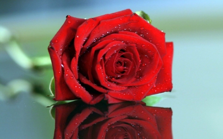 âœ¿ - love, passion, beautifull, romance, one, rose, red roses