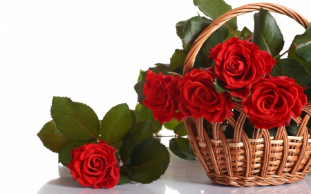 Basket of roses - roses, basket, rose, white, red, petals, green, leaves, flowers, flower