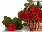 Basket of roses