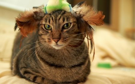 Cat with a stylish hat - animal, funny, cute, hat, cat, orange, feathers, green