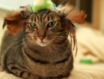 Cat with a stylish hat