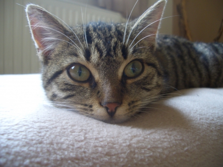 My Kitten - closeup, cute, cat, kitten