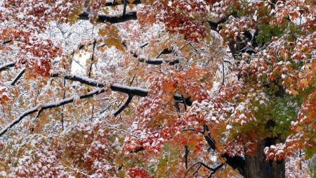 First SnowFall - branches, fall, autumn, snow, leaves, tree