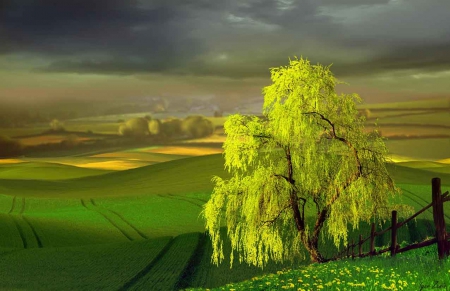 green nature - nature, fields, green, landscape, tree