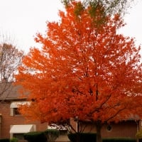 Autumn In Bloom