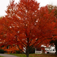 Scenic Autumn View