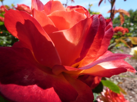 rose - single, garden, rose, sun