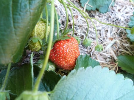 strawberry - strawberry, red, green, garden