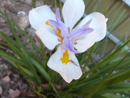 flower with bug - color, flower, bug, colour