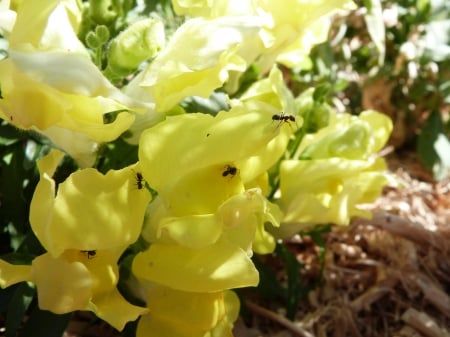 ants on flower - yellow, ant, green, garden