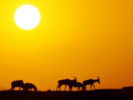 antilopes - group, warm, day, sun