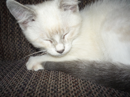 Marshmellow - white cat, cute cats, cute kitten, cute kittens, white kittens, white cats, cute cat, white kitten, marshmellow