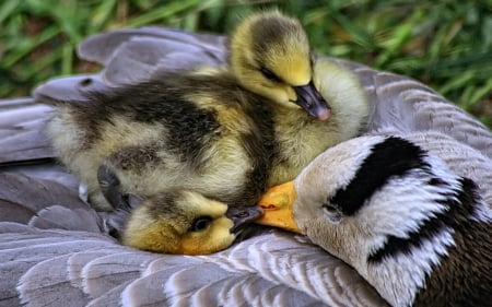 Ducklings on Mother's Back - ducks, animals, nature, cute