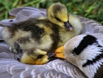 Ducklings on Mother's Back