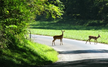 Doe and Fawn crossing the road - Trees, Nature, Deer, USA